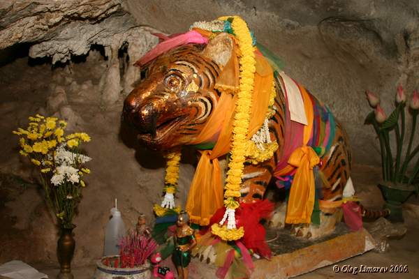  Тигр, священное животное в монастыре Тигра. Таиланд. (фото Лимарева Олега.)